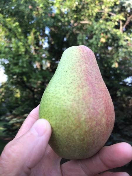 pear